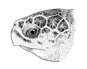 taxcc-cc-head-profile