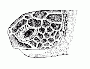 taxcm-cm-head-profile