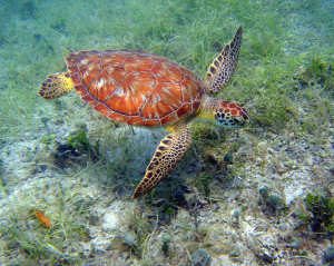 taxcm-cm-in-seagrass-usvi-nps-c-caroline-s-rogers