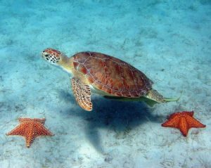 taxcm-green-turtle-w-sea-stars-c-caroline-rogers-us-national-park-service