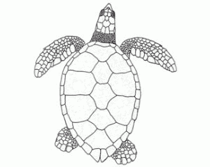 hawksbill turtle drawing