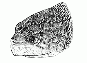 taxlo-lo-head-profile