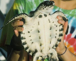 Olive Ridley Turtle