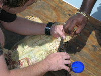 Anguilla4 - Hawksbill Tagging (F Mukhida)small