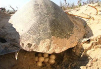 BIOLK Lk nesting w eggs - (c) Sandesh Kadur