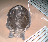 Cayman7 Living tag turtle laying eggs - (c) DoE