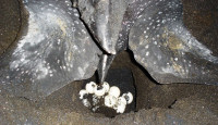 DM8 Dc nest egg-laying (Dominica) - (c) Seth Stapleton