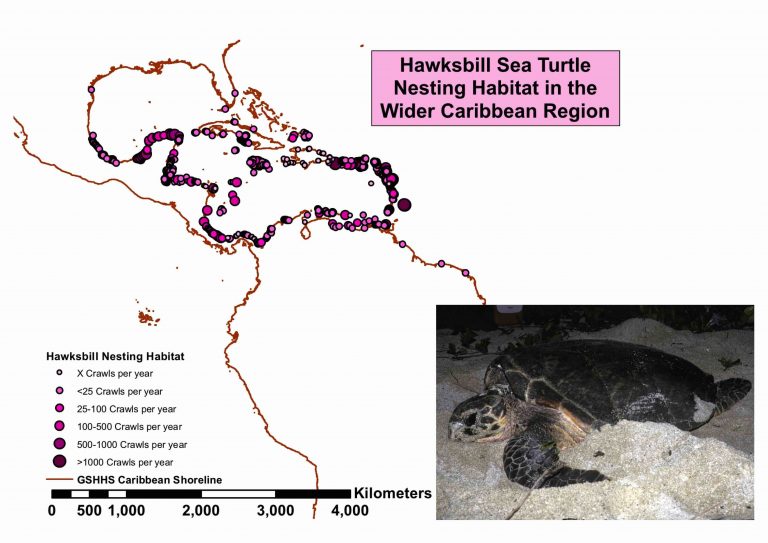 Hawksbill Turtle Population Trends