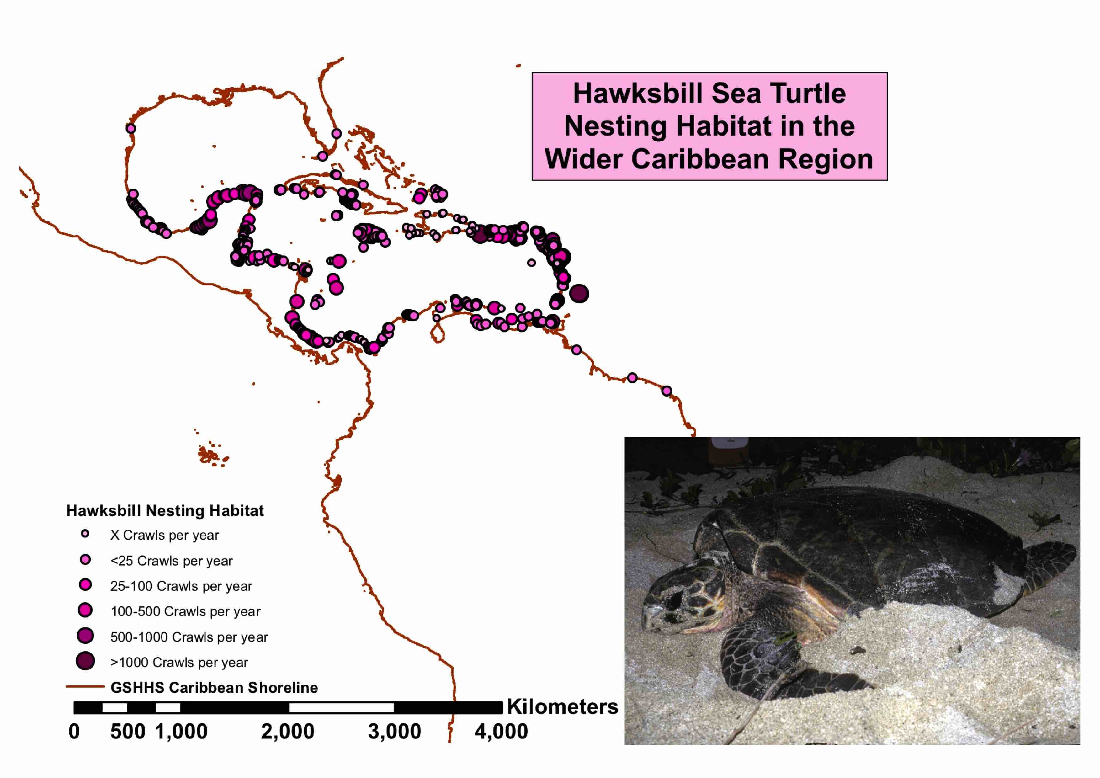 Sea Turtle Population Map