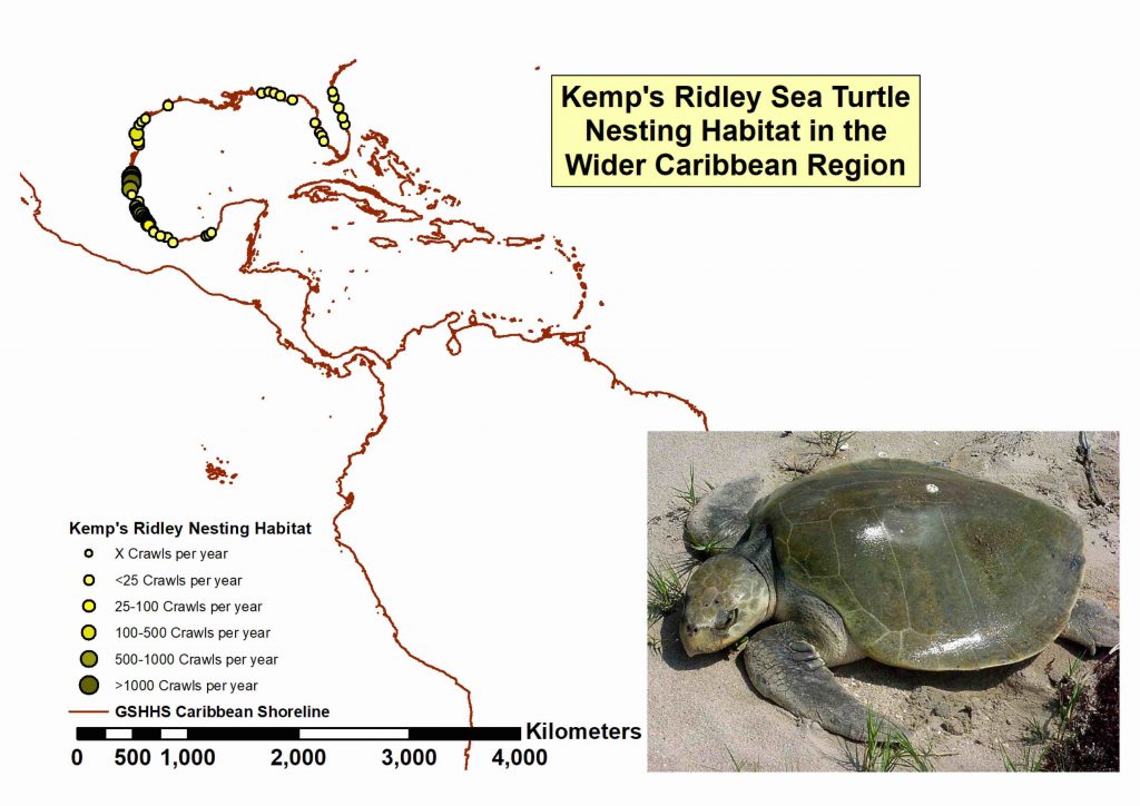 Kemp’s Ridley Turtle Population Trends